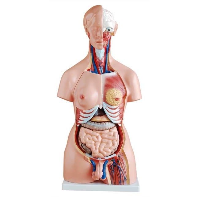 Heart model - XC-204 - Xincheng Scientific Industries Co