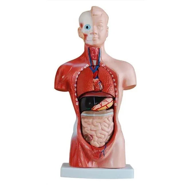 Torso model - XC-203 - Xincheng Scientific Industries Co., Ltd