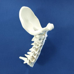 cervical spine model