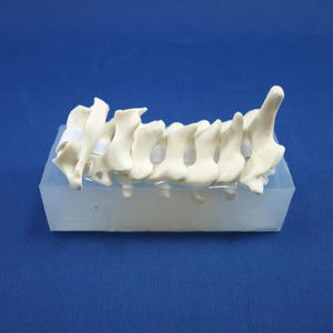 cervical spine model