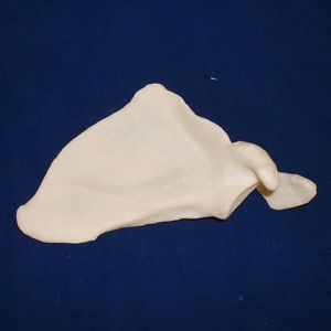 scapula model