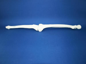 tibia model