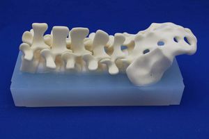 lumbar vertebral column model