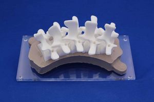 vertebral column model