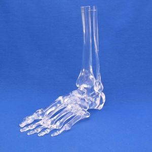 foot anatomical model