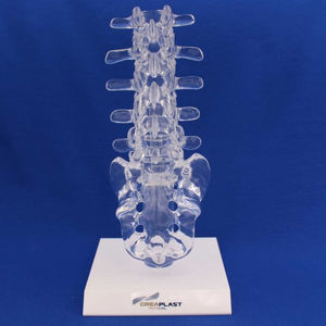 lumbosacral model