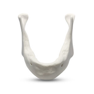 mandible model