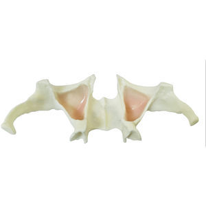 jaw anatomical model