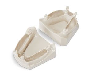 mandibular model 1