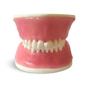 tooth model 1