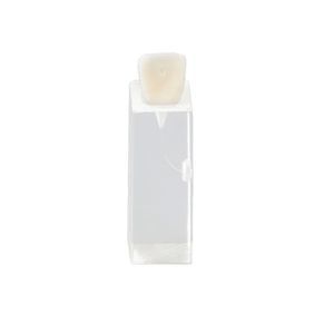 dental model 1