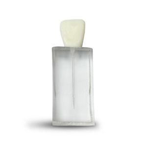 dental model 1