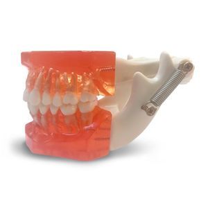 tooth model 1