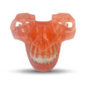 mandible model 1