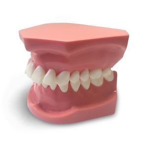 dental model 1