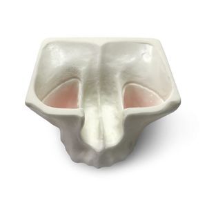 serosa anatomical model 1