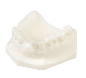 jaw anatomical model 1