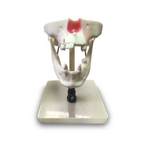 serosa anatomical model 1