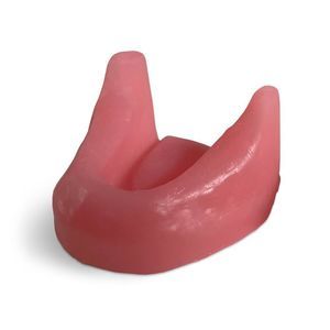 jaw anatomical model 1