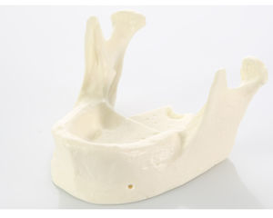 jaw anatomical model 1