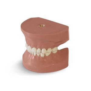tooth model