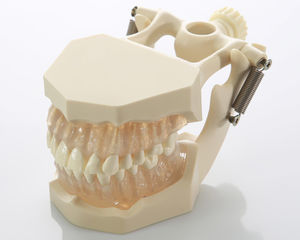 tooth model