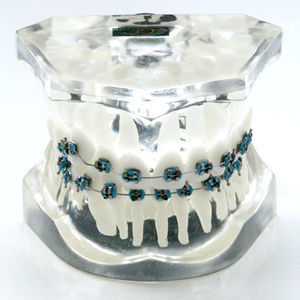 tooth model 1
