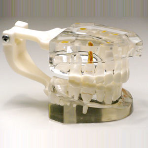 tooth model 1