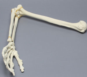 arm anatomical model