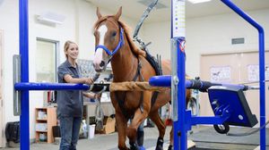 horse veterinary treadmill