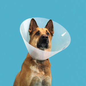 dog veterinary collar