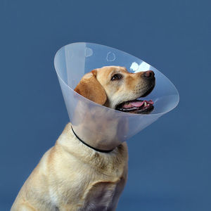 dog veterinary collar / transparent