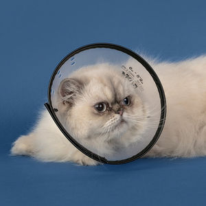 transparent veterinary collar / for dogs / for cats / plastic