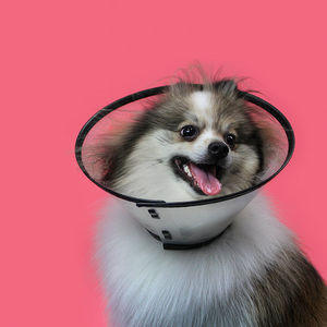 transparent veterinary collar