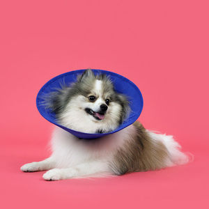 dog veterinary collar / for cats / washable