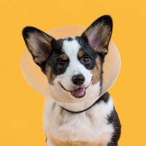 dog veterinary collar