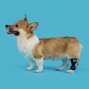 hock veterinary splint