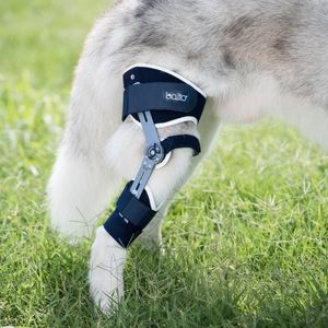 dog veterinary orthosis