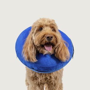 dog veterinary cervical collar