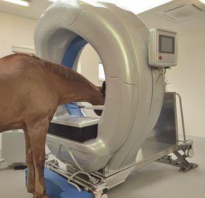 veterinary CT scanner