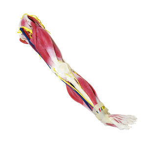 leg anatomy model