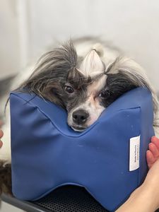 veterinary pillow
