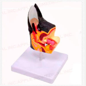 ear model