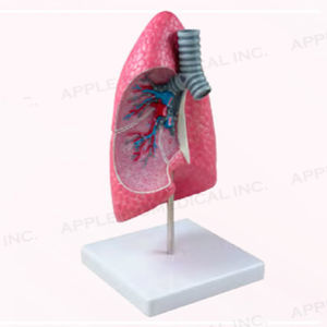 lung model