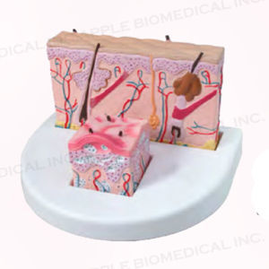 skin anatomical model