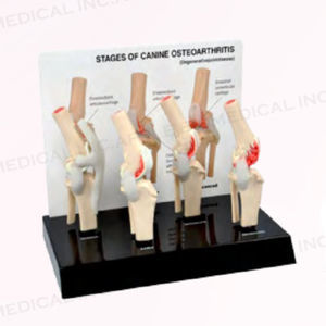 canine anatomical model