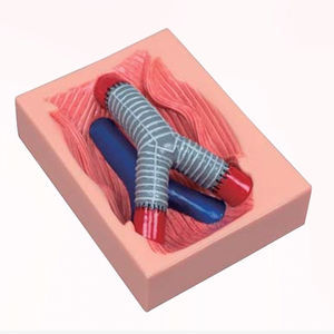 artery model