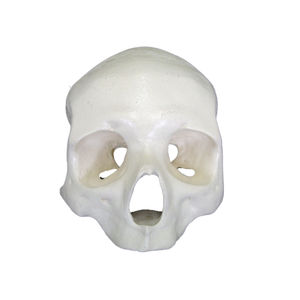 skull model 1