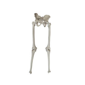 pelvis model