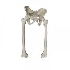 hip model